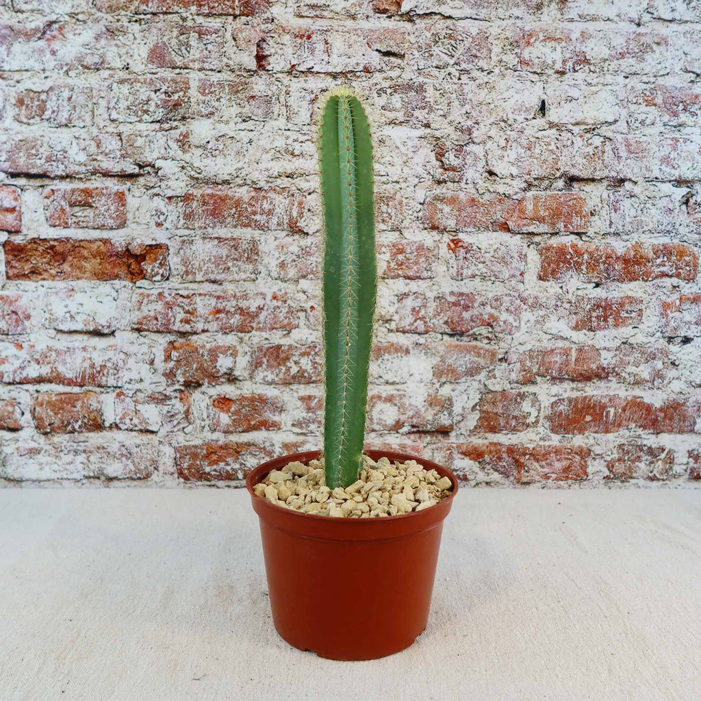 Isolatocereus dumortieri