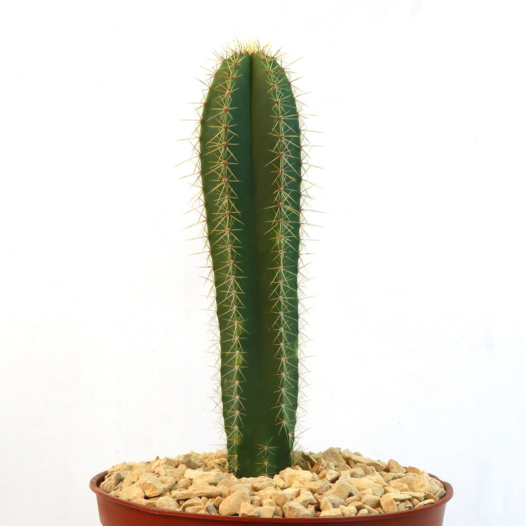 Potted indoor plant with glossy green leaves beside a small Buddha statue