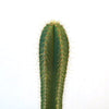 Close-up of the Isolatocereus dumortieri cactus, showing its tall green stem and long yellow spines against a plain white background.