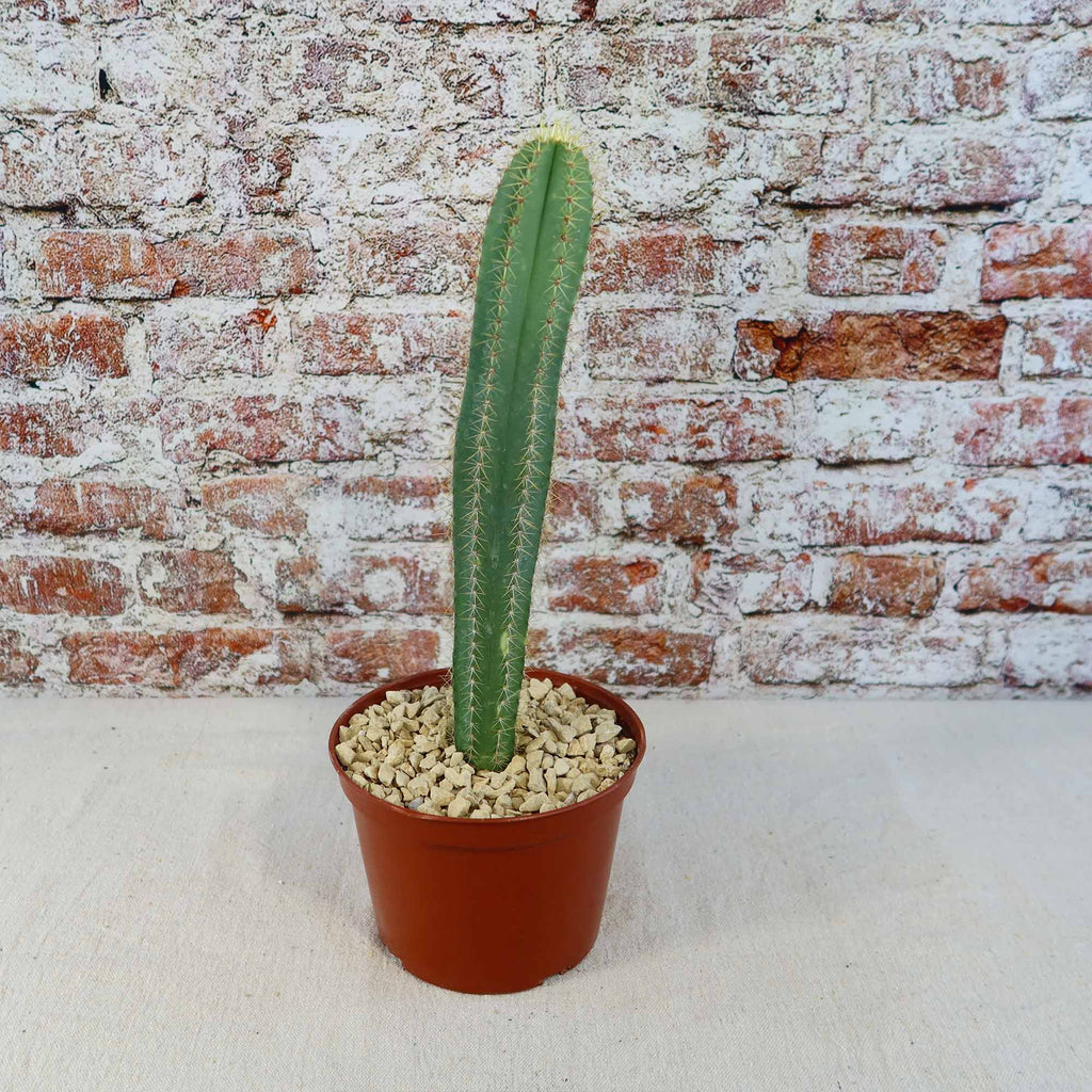 Isolatocereus dumortieri