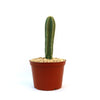 A potted Isolatocereus dumortieri cactus adds a bold green accent, making it an eye-catching feature for home or office décor.
