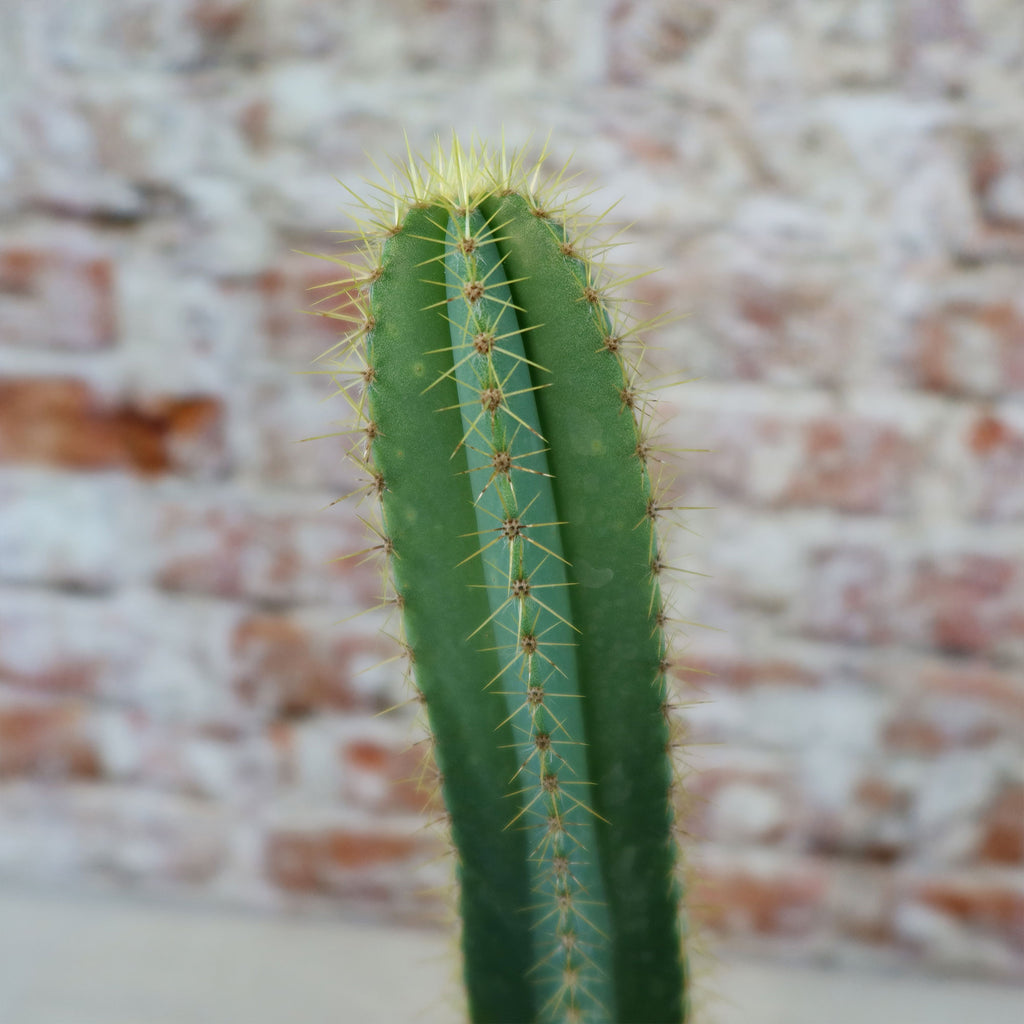 Isolatocereus dumortieri