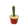 Tall green Isolatocereus dumortieri cactus with small spines in a brown plastic pot with light gravel, shown against a white background.