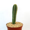 Isolatocereus dumortieri cactus with tall green stems and yellowish spines in a brown pot of pebbles on a white background.
