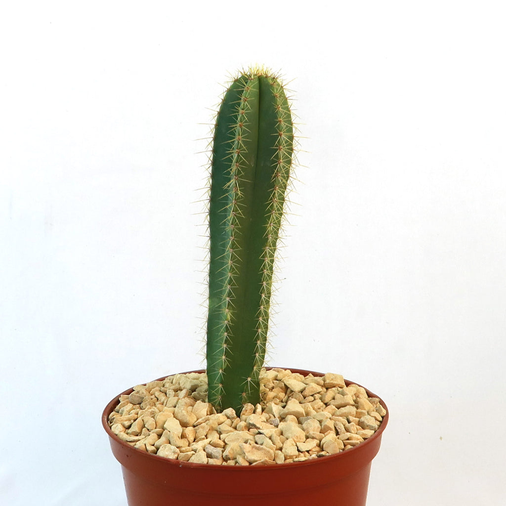 Potted indoor plant with glossy green leaves beside a small Buddha statue