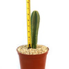 Isolatocereus dumortieri cactus in a brown pot with light pebbles, shown against a white background.