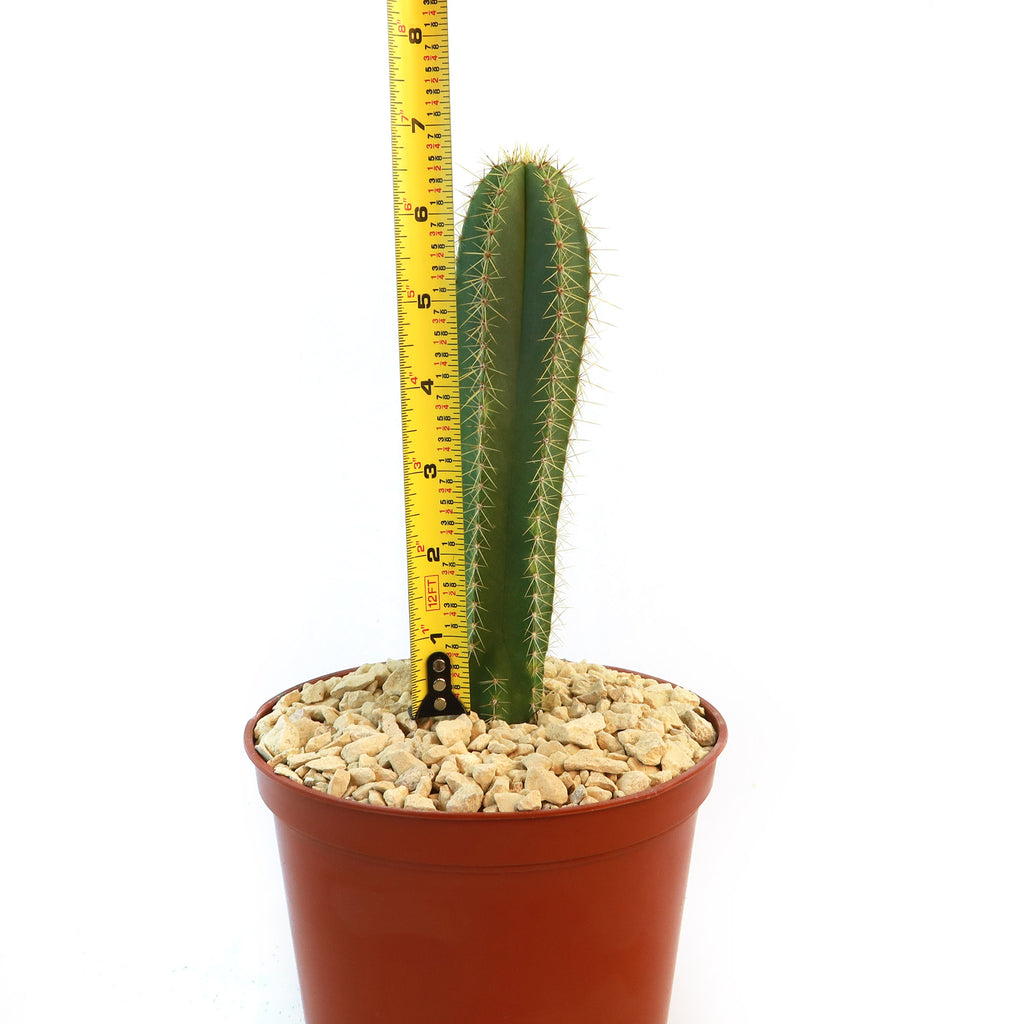 Potted indoor plant with glossy green leaves beside a small Buddha statue
