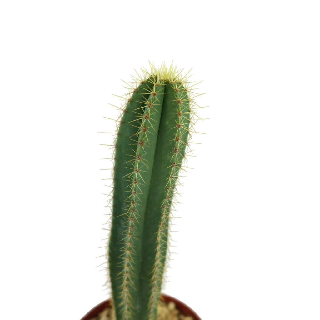 Isolatocereus dumortieri