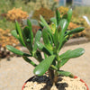 Jade Bonsai Tree -  Crassula ovata &