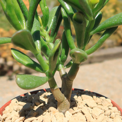 Jade Bonsai Tree -  Crassula ovata 'Hobbit'