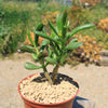 Jade Bonsai Tree -  Crassula ovata &