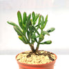 Jade Bonsai Tree -  Crassula ovata &