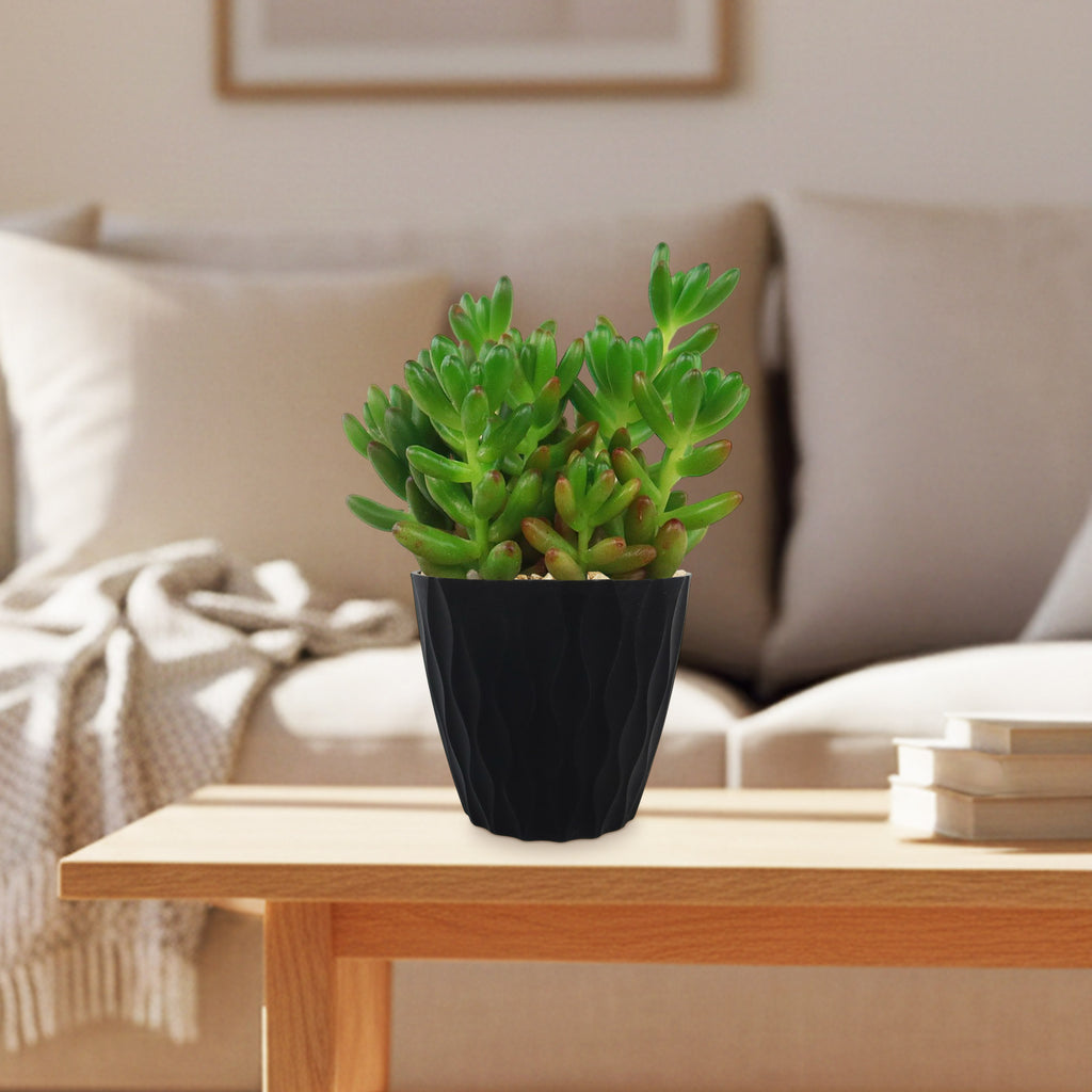 Jelly Bean Succulent &