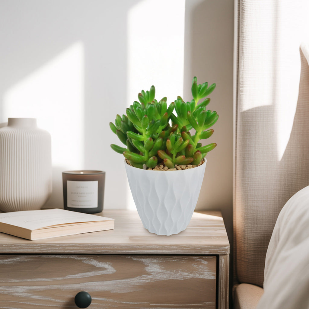 Jelly Bean Succulent &