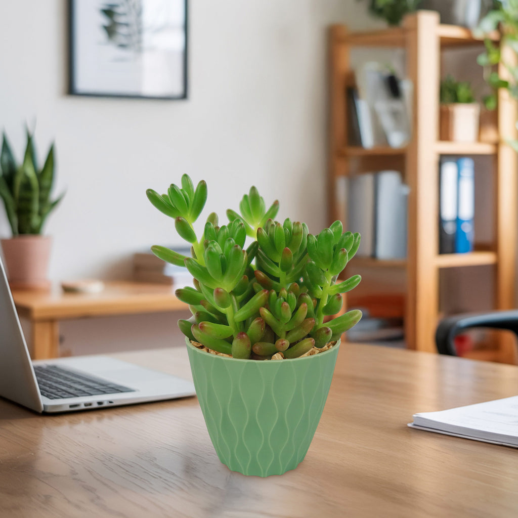 A Jelly Bean Succulent in a light green patterned pot is on a wooden desk in a modern home office with a laptop and bookshelf nearby.