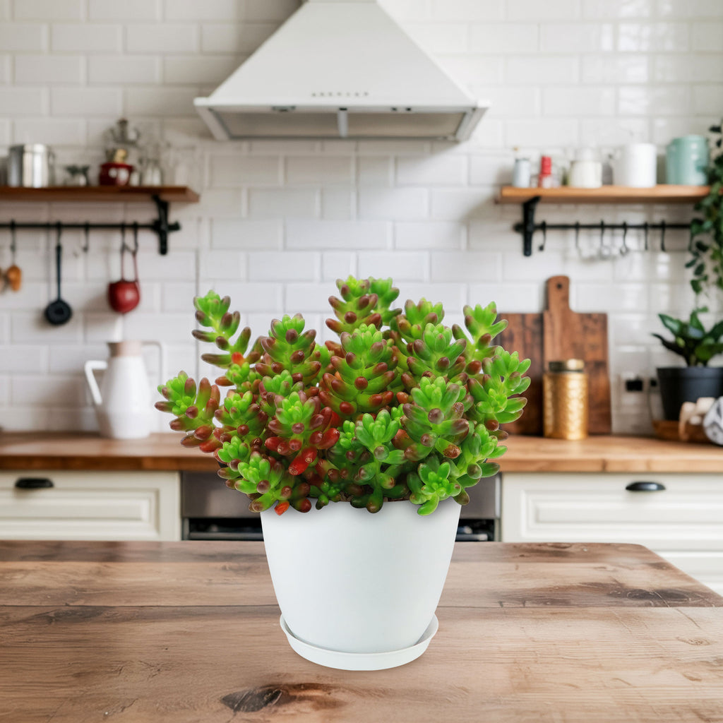 A Jelly Bean Succulent (Sedum rubrotinctum) with green and red-tipped leaves on a wooden kitchen counter, shelves in the background.