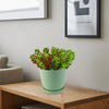 Jelly Bean Succulent &
