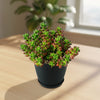 Sedum rubrotinctum Jelly Bean Succulent with green and red leaves in a black pot on a wooden table, sunlight streaming through window.