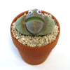 Green lithops succulents with googly eyes in a terracotta pot filled with pebbles, a whimsical cactus gift and fun home décor.