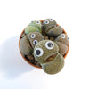 A small pot of lithops succulents with green and brown patterns and googly eyes, adding quirky cartoon décor to any space.