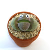 Quirky green and purple Johny Lithops Cactus Pal with googly eyes, in gravel-filled brown pot—fun succulent décor or gift.