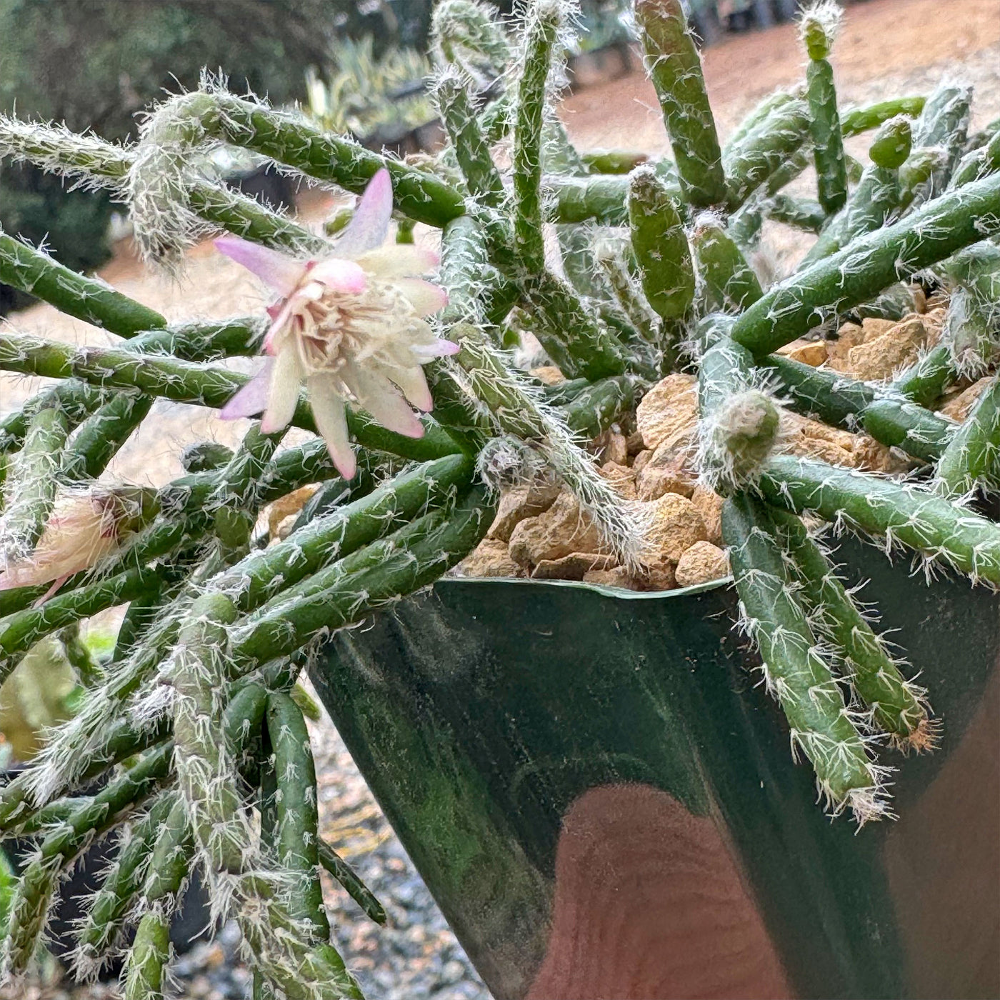 Jungle Cactus 'Rhipsalis pilocarpa'