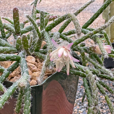 Jungle Cactus 'Rhipsalis pilocarpa'