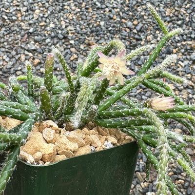 Jungle Cactus 'Rhipsalis pilocarpa'