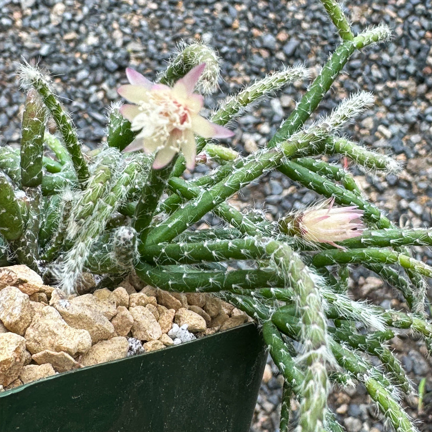 Jungle Cactus 'Rhipsalis pilocarpa'