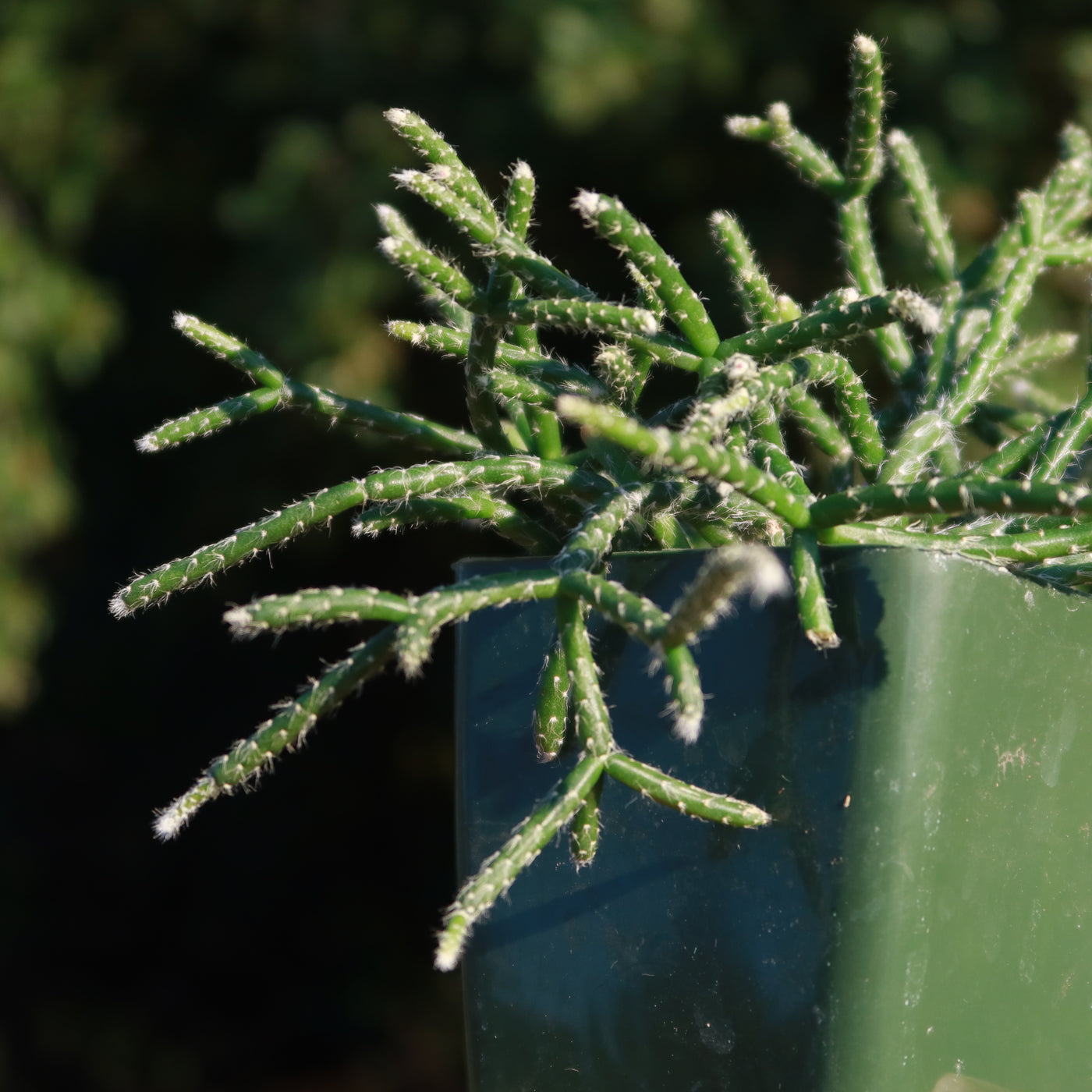 types of jungle cactus Jungle Cactus 'Rhipsalis pilocarpa'