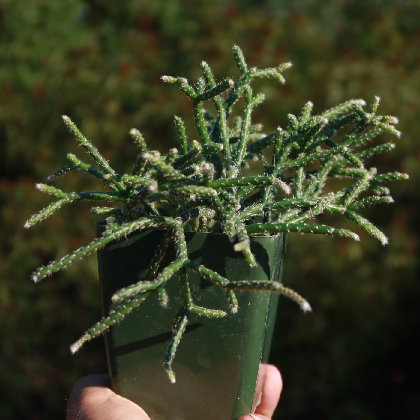 Rhipsalis Pilocarpa - Carnosa & Spinosa Rhipsalis Pilocarpa - Carnosa & Spinosa