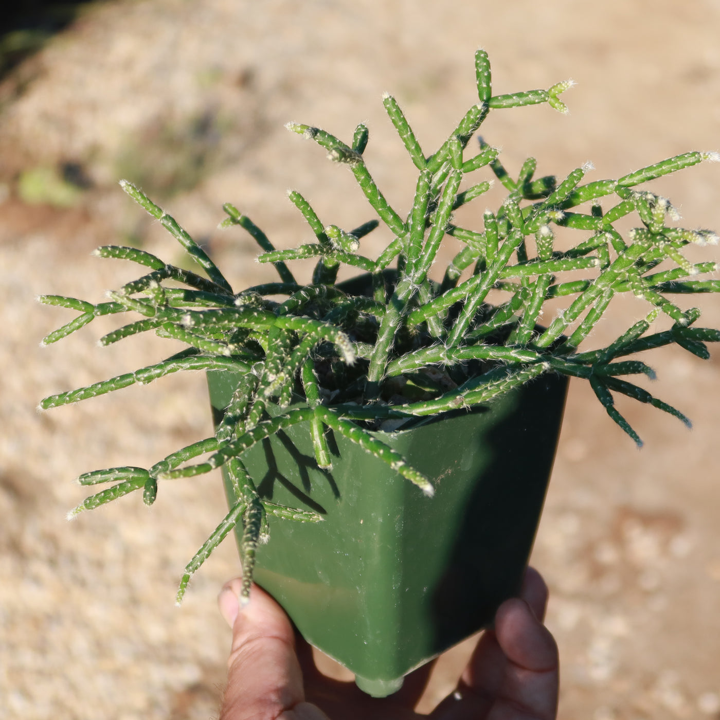 rhipsalis succulent Jungle Cactus 'Rhipsalis pilocarpa' 4" Pot