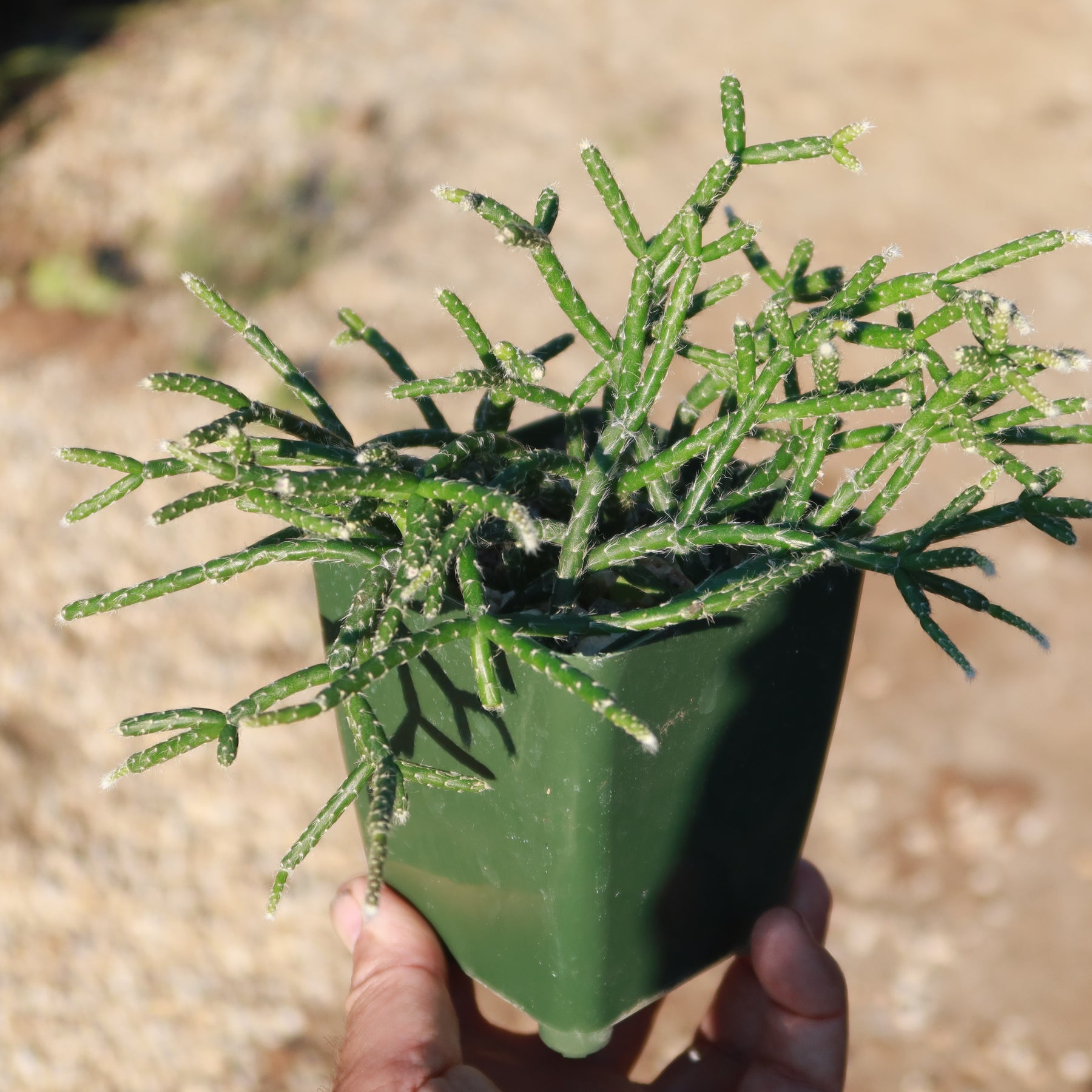 jungle succulents Jungle Cactus 'Rhipsalis pilocarpa'