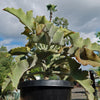 Elephant Ear Succulent - Kalanchoe beharensis