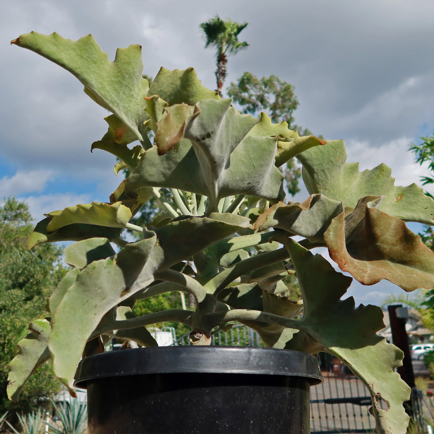 kalanchoe beharensis plant elephant ear Elephant Ear Succulent