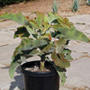 Elephant Ear Succulent - Kalanchoe beharensis