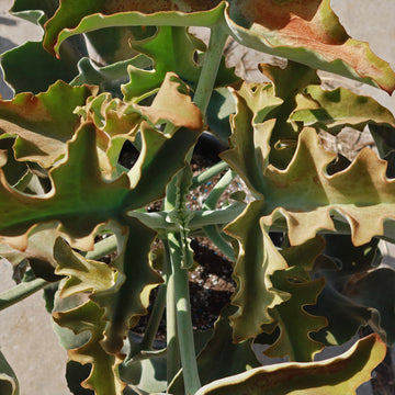 Kalanchoe beharensis  Elephant Ear Succulent Plant| Fast Delivery  Planet  Desert