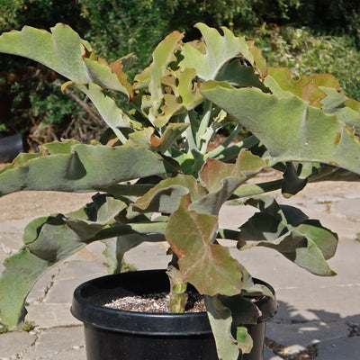 Elephant Ear Succulent - Kalanchoe beharensis