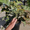 Elephant Ear Succulent - Kalanchoe beharensis