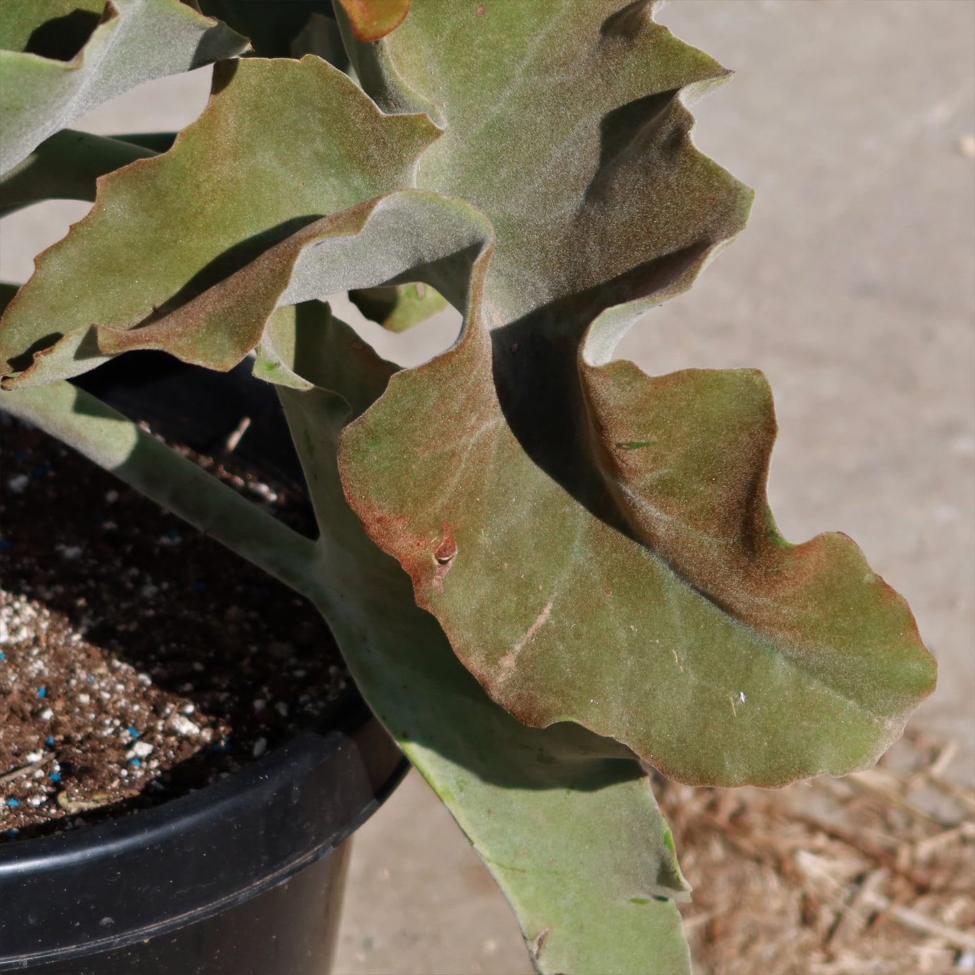 velvet elephant ear succulent Kalanchoe beharensis – Elephant Ear Succulent Plant| Fast Delivery – Planet Desert