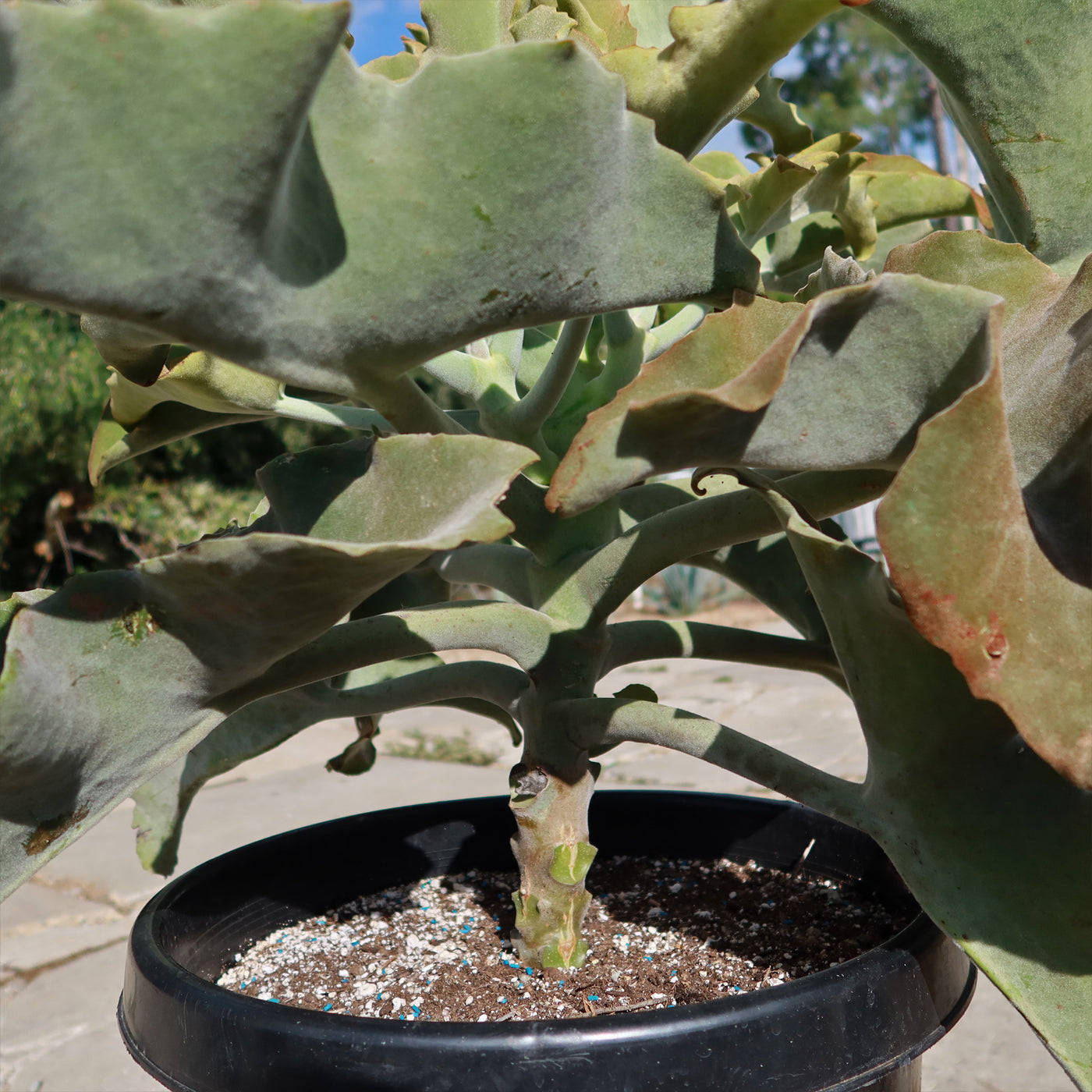 succulent elephant ear Kalanchoe beharensis – Elephant Ear Succulent Plant| Fast Delivery – Planet Desert