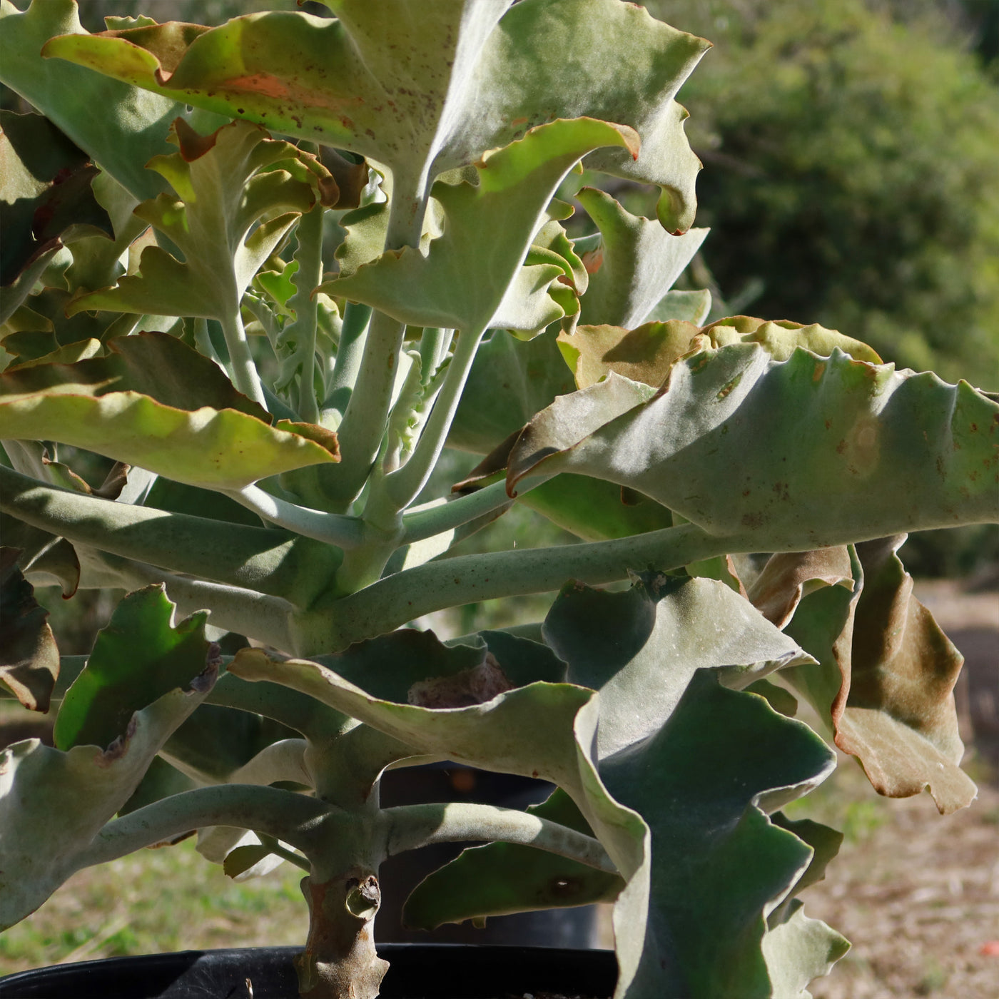 succulent elephant ear Elephant Ear Succulent