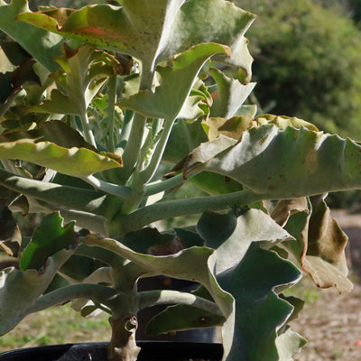 Elephant Ear Succulent - Kalanchoe beharensis