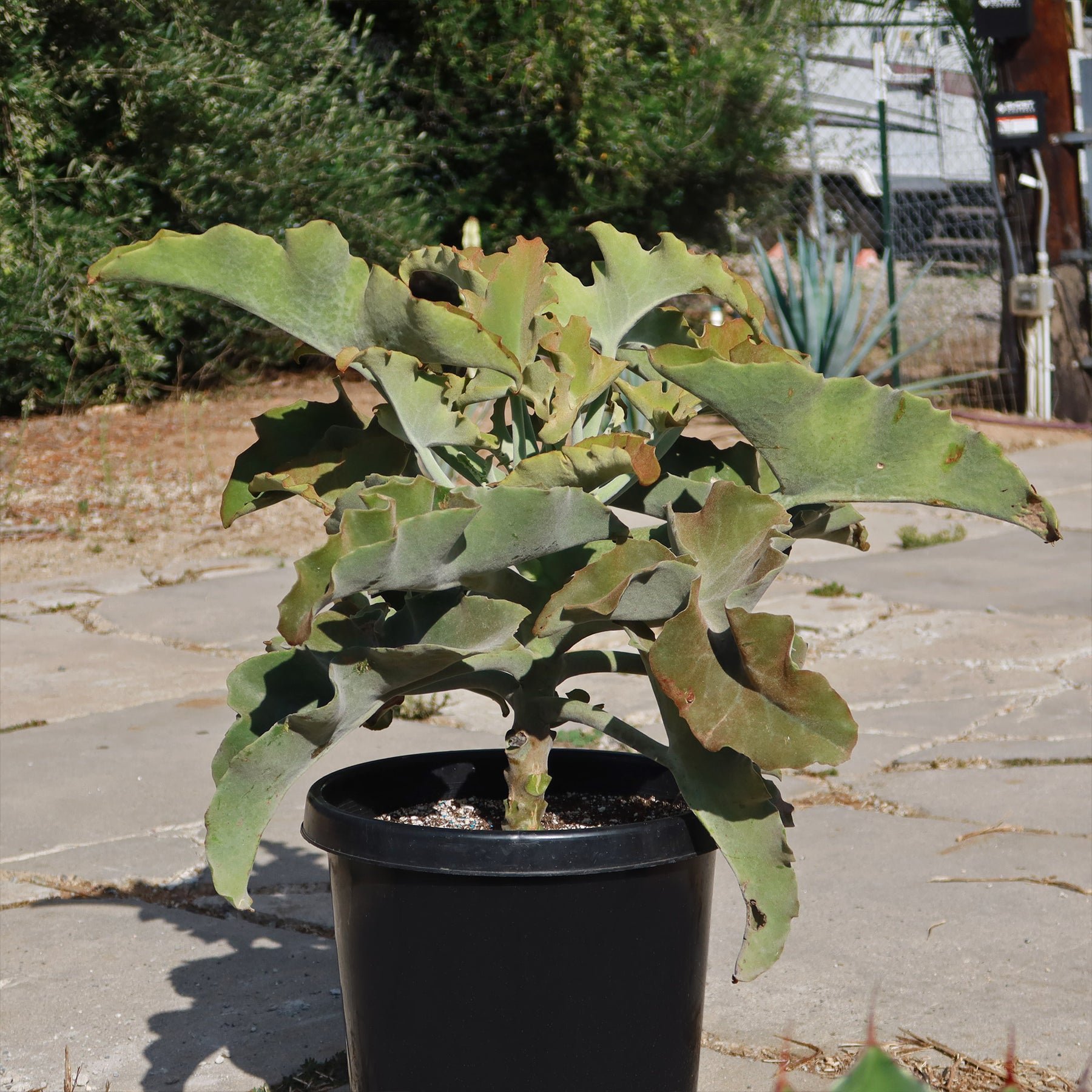 Kalanchoe Beharensis Elephant Ear Succulent Plant Fast Delivery kalanchoe-beharensis-elephant-ear-succulent-plant-fast-delivery