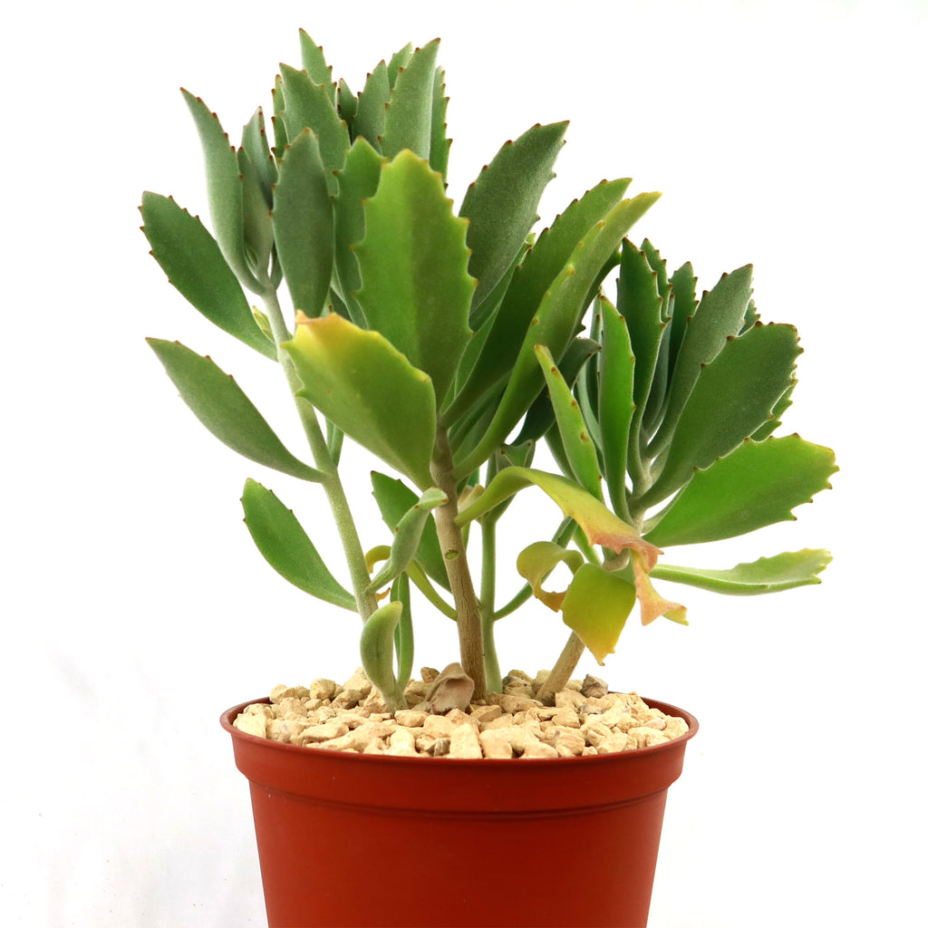 Kalanchoe Beharensis Roseleaf