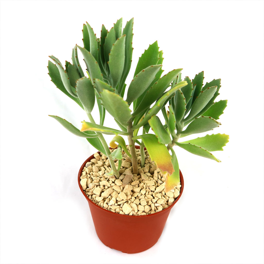 Kalanchoe Beharensis Roseleaf