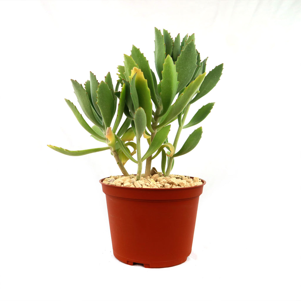 Kalanchoe Beharensis Roseleaf