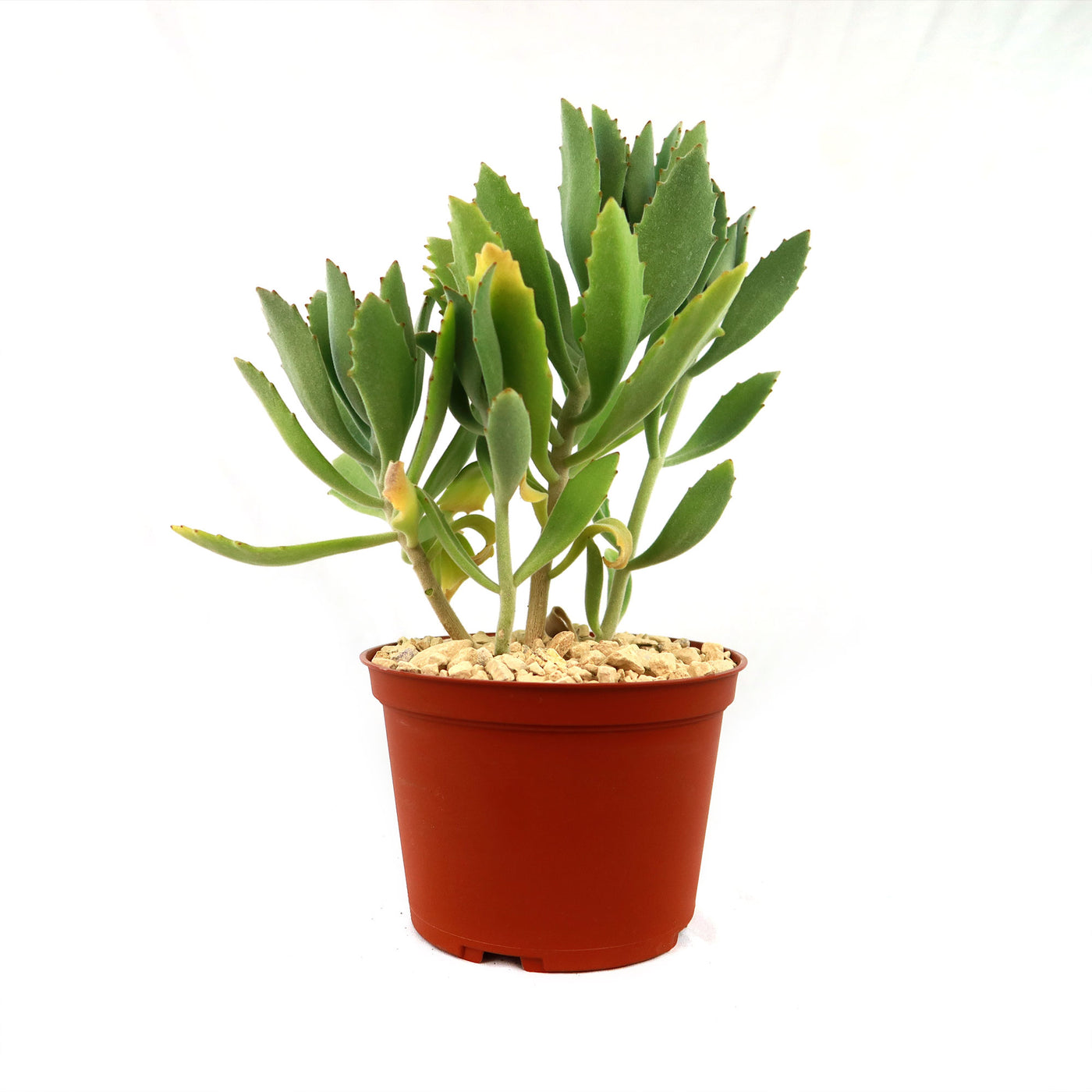 Kalanchoe Beharensis Roseleaf