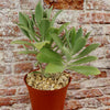 Kalanchoe Beharensis Roseleaf