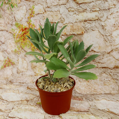 Kalanchoe Beharensis Roseleaf
